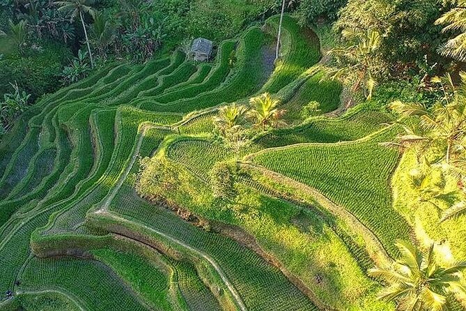 Ubud: Swing - Monkey Forest - Waterfall - Temple - Rice Terraces - Art Crafts - Stop 2: Tegalalang Rice Terraces for Slow Walking and Real Farming Views