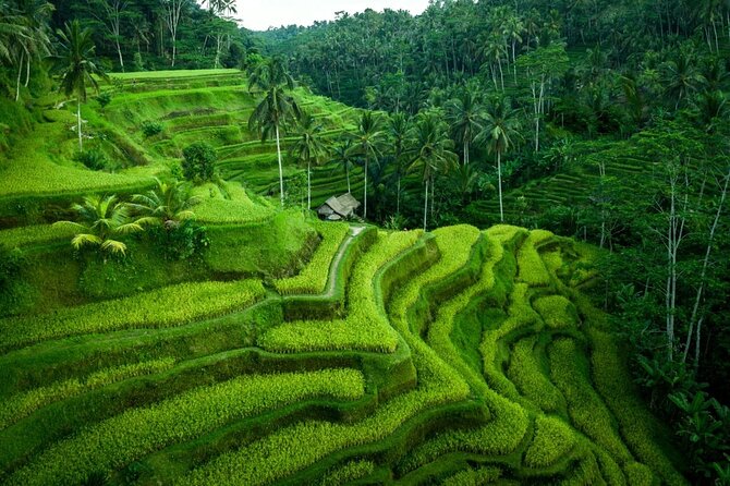 UBUD : Temple and Waterfall All Inclusive Day Tour - Tirta Empul Temple: sacred water, and why rules matter