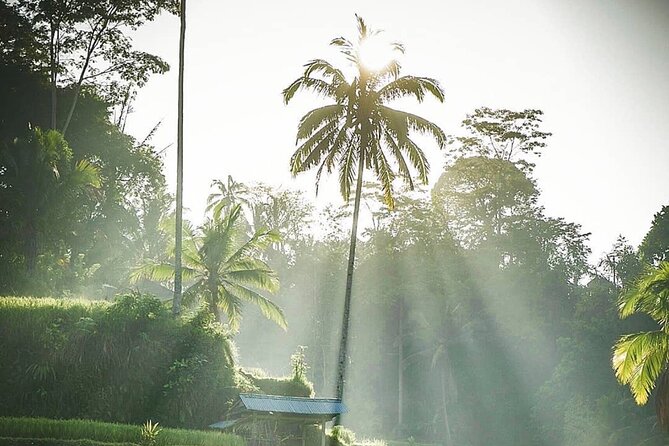 Ubud Temples, Waterfalls, Rice Terraces & Balinese Culture - Price and Value: What You Get for $35 Per Person