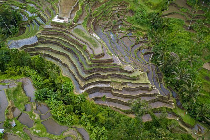 Ubud Top Attractions: Waterfalls, Temples and Rice Terraces - Lunch at D’Alas Warung: food with a jungle-valley view