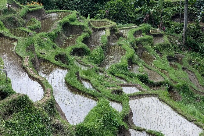Ubud Top Tours to Discover Bali’s Cultural and Natural Wonders - Stop 4: Pakudui Village and the Tegalalang Rice Terrace Views