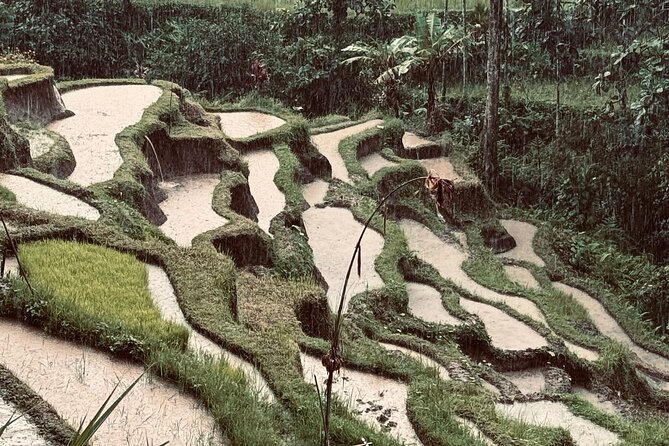 Ubud Top Tours to Discover Bali’s Cultural and Natural Wonders - Stop 5: Tirta Empul Temple and the Purification Ritual