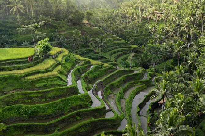 Ubud Tour-All Inclusive with Jungle Swing And Lunch - Sacred Monkey Forest Sanctuary: see the vibe, then keep it moving