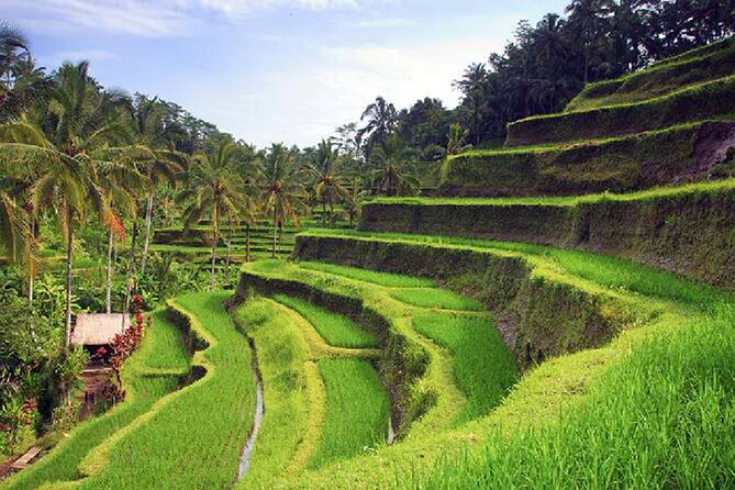 Ubud Tour - Best of Ubud - All Inclusive - A Private Door-to-Door Ubud Day That Hits the Big Ones