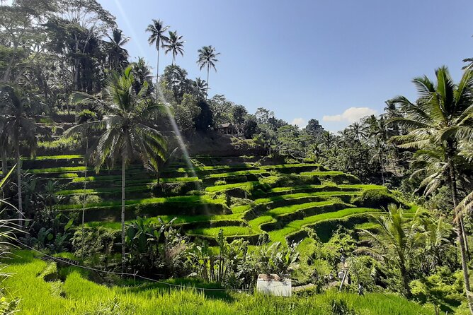 Ubud Tour - Highlights of Ubud - Key Highlights You’ll Actually Feel During the Day