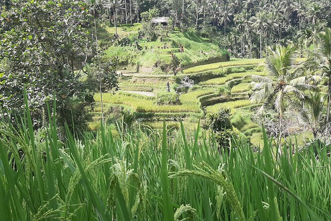 Ubud Tour - Highlights of Ubud - Tegalalang Rice Terrace: Classic Ubud Views and Time to Photograph