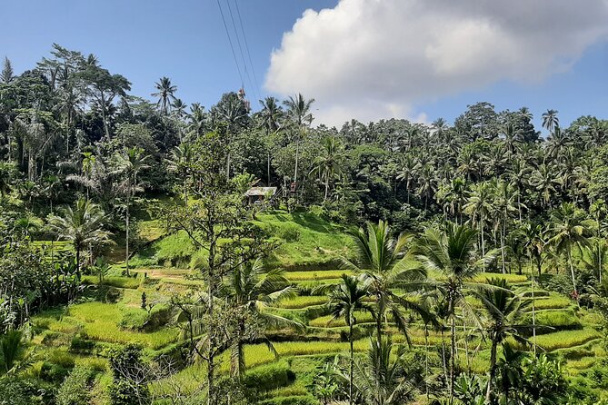Ubud Tour - Highlights of Ubud - Lunch at D Alas Warung: A Real Meal with Rice Terrace and Jungle Views