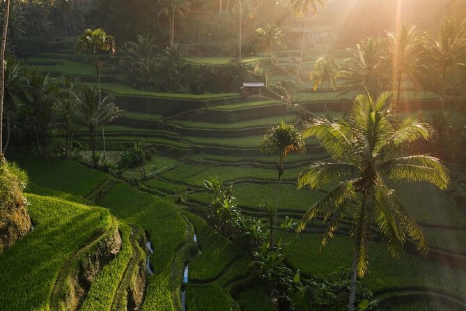 Ubud Tour Water Temple with Jungle Swing - What You Get for Around $33 in Ubud (Value Reality Check)
