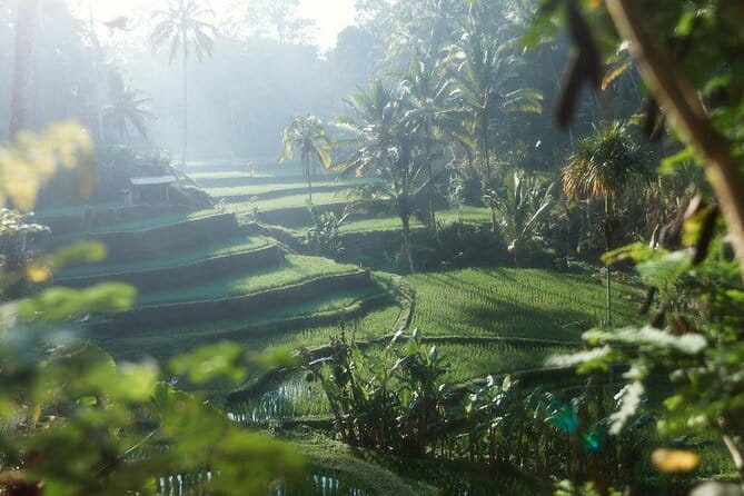 Ubud Tour Water Temple with Jungle Swing - Stop 1: Sacred Monkey Forest Sanctuary and the Reality of 1,260 Macaques