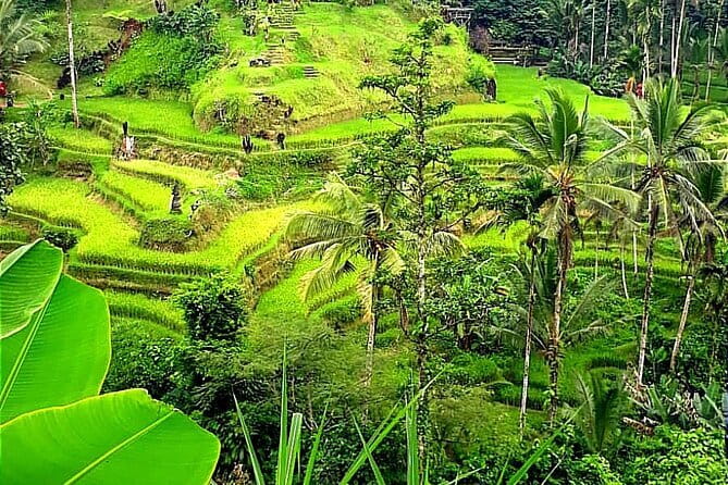Ubud Tour with all includes - How pickup, private transport, and timing work on a long day