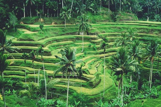 Ubud Trip, The Best of Ubud in a day - All Inclusive - Tegenungan waterfall: plan for the falls, not the timeline