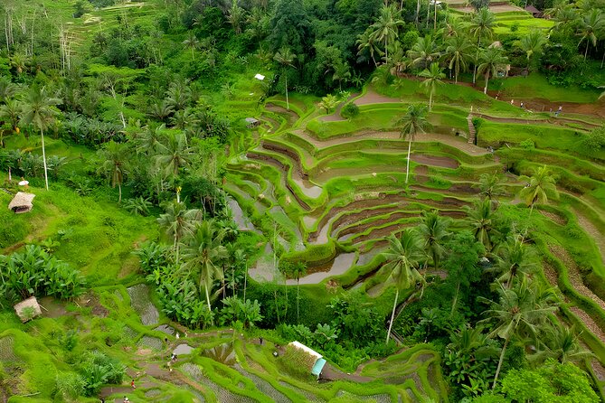 Ubud VW Safari Bali Tour - Volkswagen Classic Car Trip - Why a Volkswagen Safari day trip works so well in Ubud