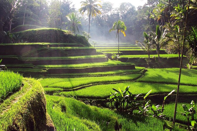 Ubud: Waterfall, Rice Terraces, and Monkey Forest Private Tour - Logistics That Matter: Timing, Heat, and Photo Pressure