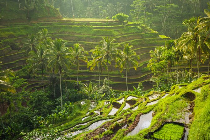 Ubud waterfall, rice terraces, and swing explore - Who this trip fits best (and who might rethink it)