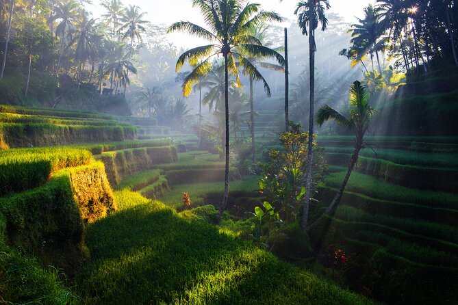 Ubud waterfall, rice terraces, and swing explore - Practical tips to make your day smoother