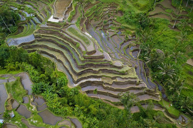 Ubud White Water Rafting, Rice Terrace and Jungle Swing - Should you book this Ubud White Water Rafting, Rice Terrace and Jungle Swing day?