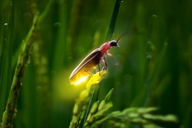 VIllage Firefly Night Tour - Ubud Bali - Rice Fields and Fireflies: What to Expect When Nature Takes Over