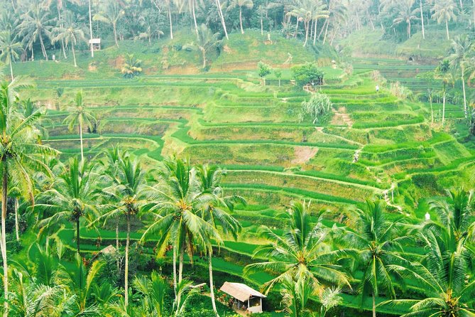 Volcano Jeep Adventure and Ubud Tour - Tegalalang Rice Terraces: Short Walk, Big Views, Real Working Fields