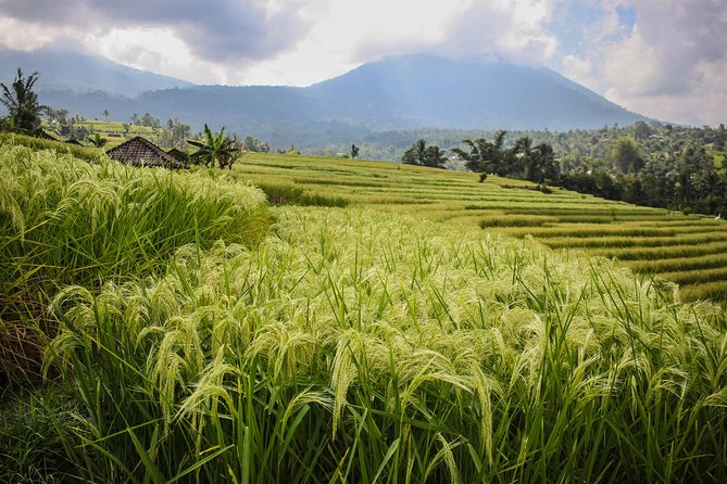 West Bali Tour: Taman Ayun, Ulun Danu Beratan, Jatiluwih Rice Terrace, Tanah Lot - Taman Ayun Temple: a calm start with royal water-garden vibes