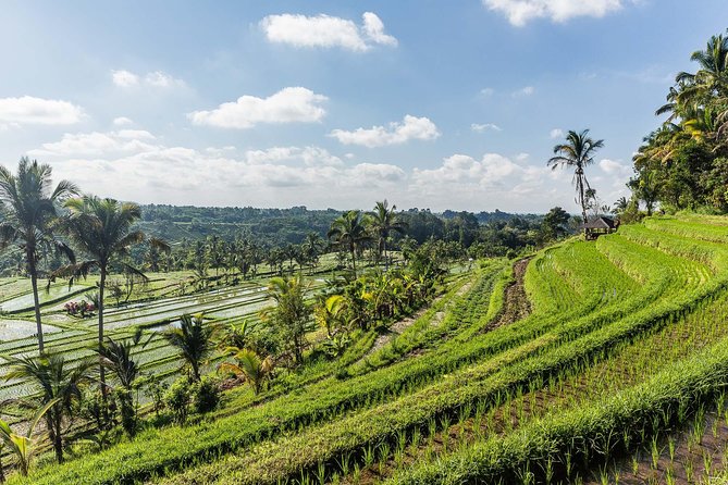 West Bali Tour: Taman Ayun, Ulun Danu Beratan, Jatiluwih Rice Terrace, Tanah Lot - Candikuning Fruit Market (Pasar Candi Kuning): the snack-and-stroll break